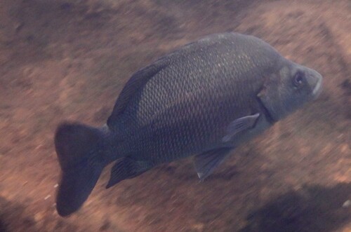 Sooty Grunter