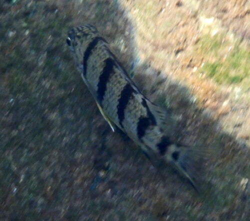 Barred Grunter