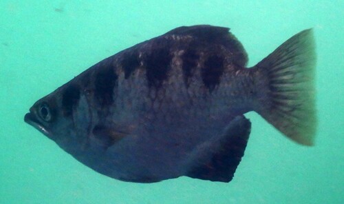Spotted Archerfish