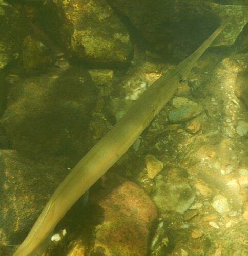 Freshwater Longtom