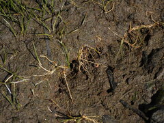Eleocharis parvula, photograph (c) Duarte Frade, some rights reserved (CC BY)