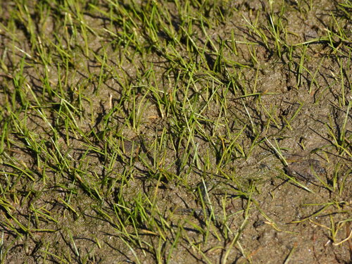 Eleocharis parvula, photograph 2
