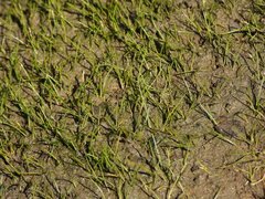 Eleocharis parvula, photograph (c) Duarte Frade, some rights reserved (CC BY)