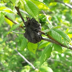 Eriosoma lanuginosum