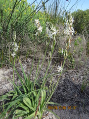 Chlorophytum triflorum