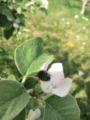 Oxythyrea