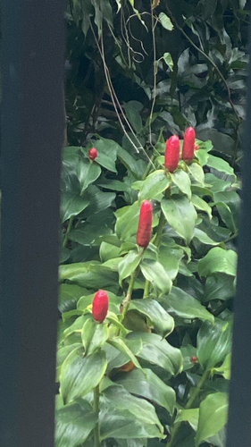 Costus woodsonii observed 2026-08-04