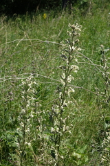 Silene viscosa, photograph (c) Oleg Kosterin, some rights reserved (CC BY)