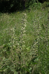 Silene viscosa, photograph (c) Oleg Kosterin, some rights reserved (CC BY)
