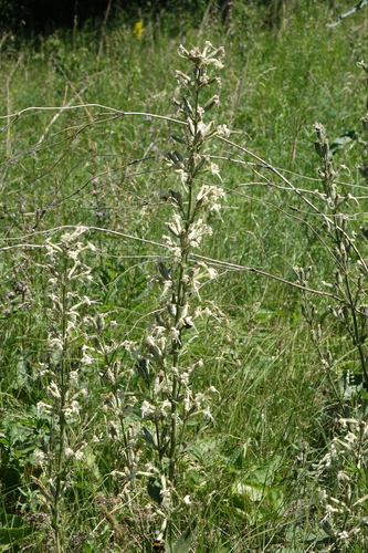 Silene viscosa, photograph 4