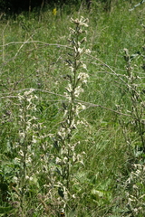 Silene viscosa, photograph (c) Oleg Kosterin, some rights reserved (CC BY)