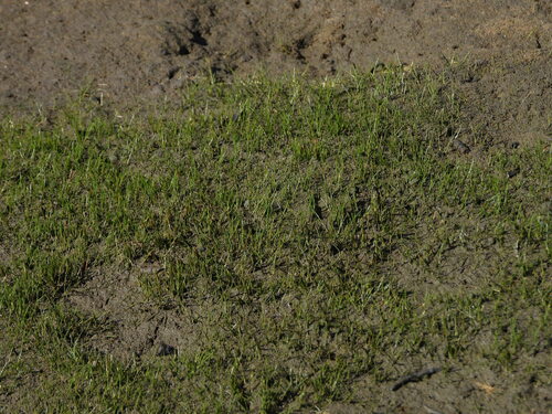 Eleocharis parvula