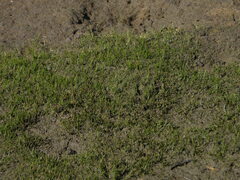 Eleocharis parvula