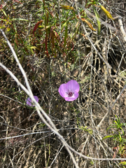 Calochortus splendens
