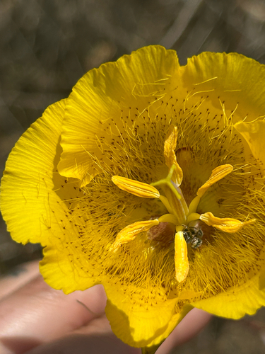 Calochortus weedii, photograph 1
