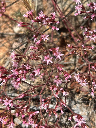 Chorizanthe fimbriata