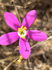 Zeltnera venusta, photograph author not stated, no rights reserved
