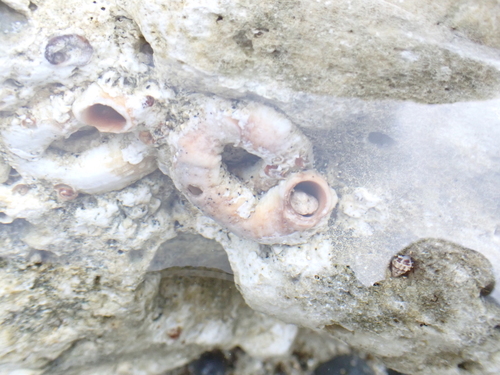 Thylacodes variabilis observed 2026-08-04