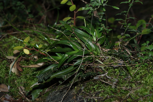 Sarcochilus fitzgeraldii, photograph 6