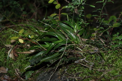 Sarcochilus fitzgeraldii, photograph (c) Greg Tasney, some rights reserved (CC BY-SA)