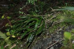 (c) Greg Tasney, some rights reserved (CC BY-SA) Sarcochilus fitzgeraldii, photograph (c) Greg Tasney, some rights reserved (CC BY-SA)