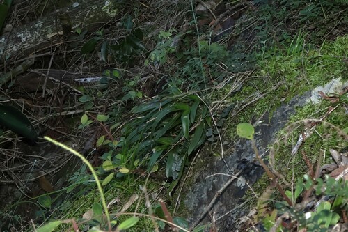 Sarcochilus fitzgeraldii, photograph 4