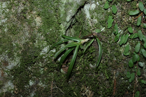 Sarcochilus fitzgeraldii, photograph 3
