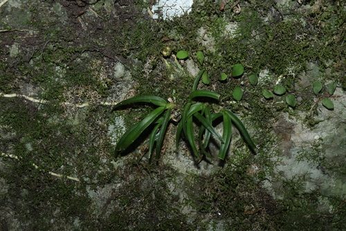 Sarcochilus fitzgeraldii, photograph 2