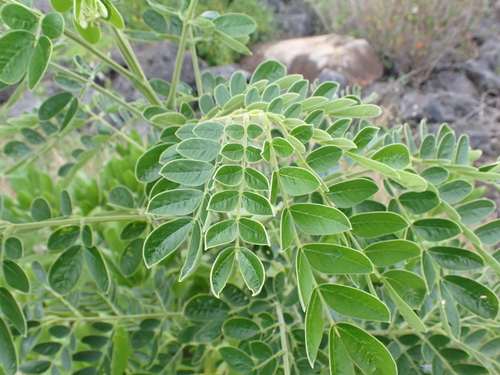 Pithecellobium, 2026-08-04