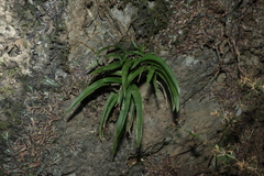 (c) Greg Tasney, some rights reserved (CC BY-SA) Sarcochilus fitzgeraldii, photograph (c) Greg Tasney, some rights reserved (CC BY-SA)