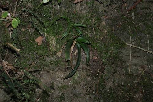 Sarcochilus fitzgeraldii