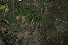 Sarcochilus fitzgeraldii