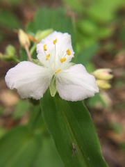 Tradescantia ozarkana