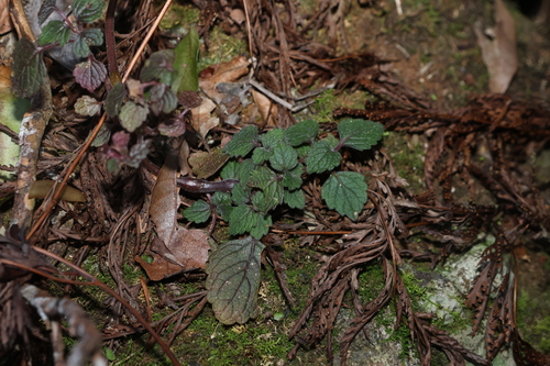 Coleus australis