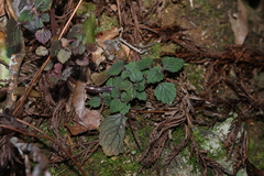 Coleus australis