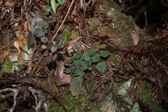 Coleus australis, photograph (c) Greg Tasney, some rights reserved (CC BY-SA)