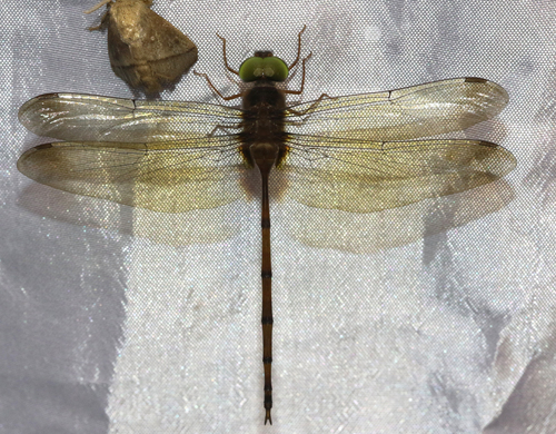 Dingy Dusk-darter