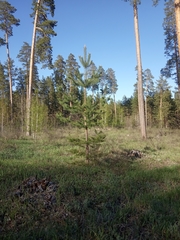 Pinus sylvestris