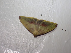 Heterolocha