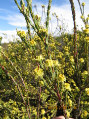 Leucadendron thymifolium