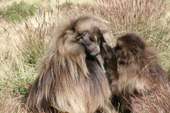 Theropithecus gelada