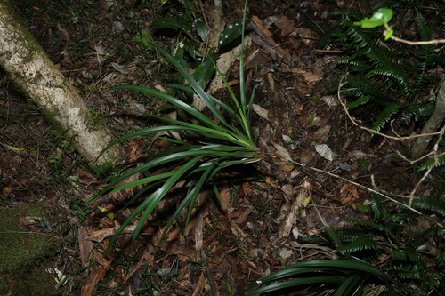 Dianella caerulea, photograph 6