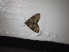 Heterothera sororcula
