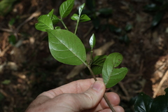 Hodgkinsonia ovatiflora, photograph (c) Greg Tasney, some rights reserved (CC BY-SA)