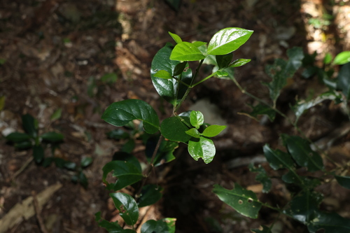 Hodgkinsonia ovatiflora, 2026-08-05