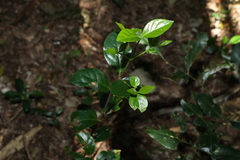 Hodgkinsonia ovatiflora, photograph (c) Greg Tasney, some rights reserved (CC BY-SA)