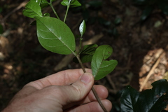 Hodgkinsonia ovatiflora, photograph (c) Greg Tasney, some rights reserved (CC BY-SA)