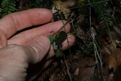 (c) Greg Tasney, some rights reserved (CC BY-SA) Pseuderanthemum variabile, photograph (c) Greg Tasney, some rights reserved (CC BY-SA)