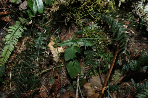 Pseuderanthemum variabile, photograph 4