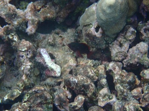 Cirrhitops fasciatus observed 2026-08-04